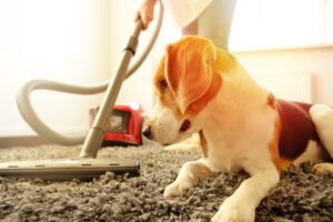 How can I eliminate pet smells from my home