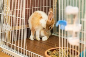 What-tools-do-I-need-for-pet-cage-cleaning