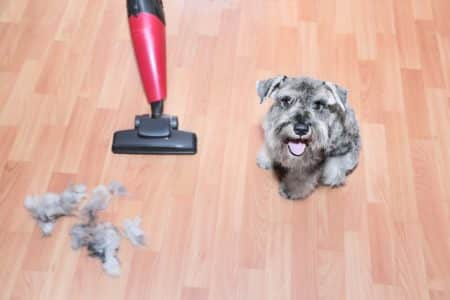 6 Methods for Clean Floors With Pets