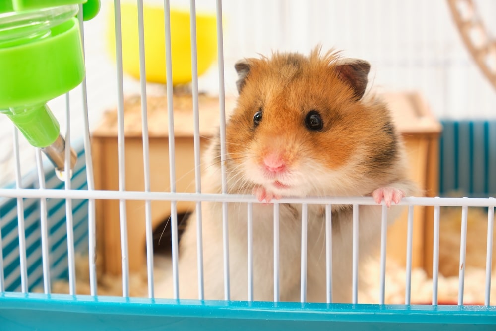 8-Tips-for-Efficient-Pet-Cage-Cleaning