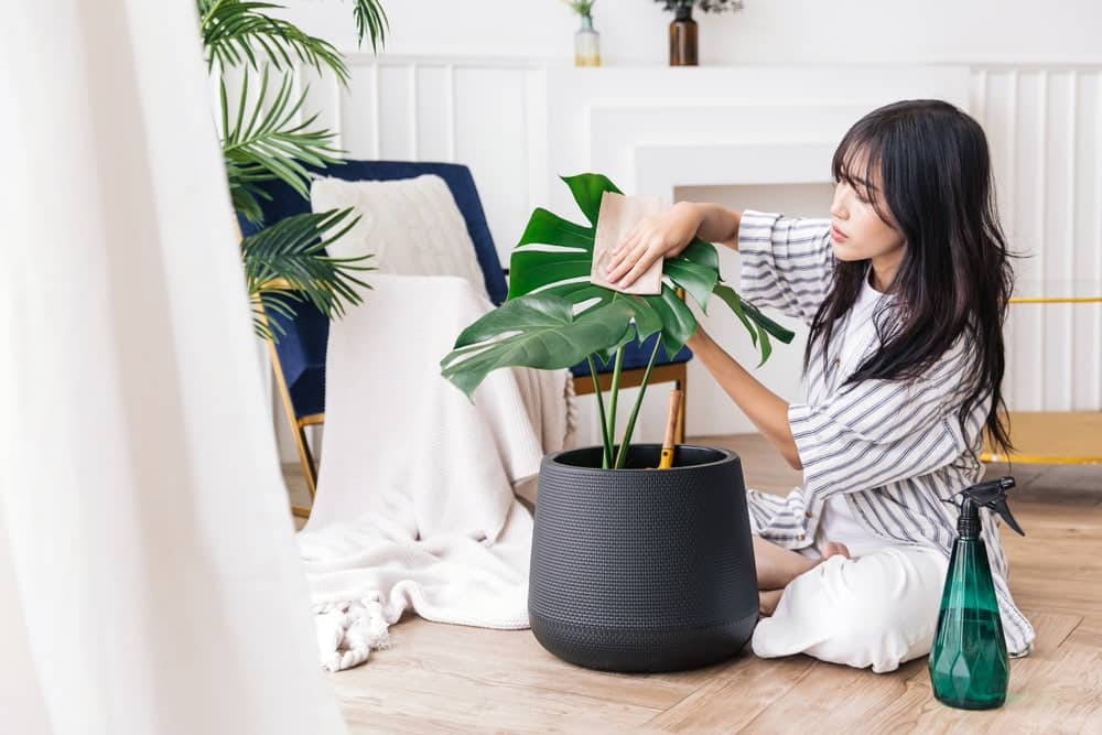 How do I make my plant leaves shine